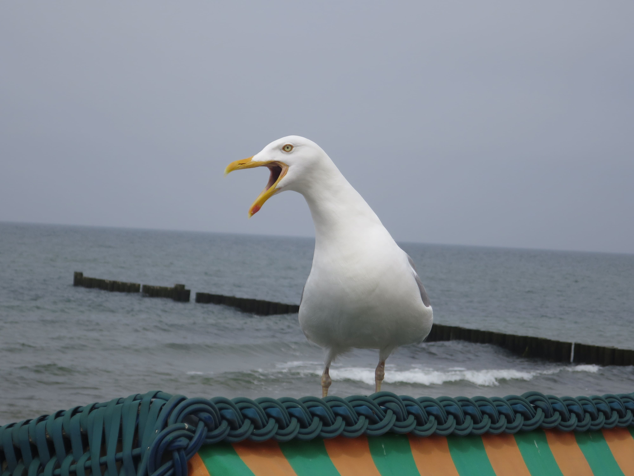 Rostock 08